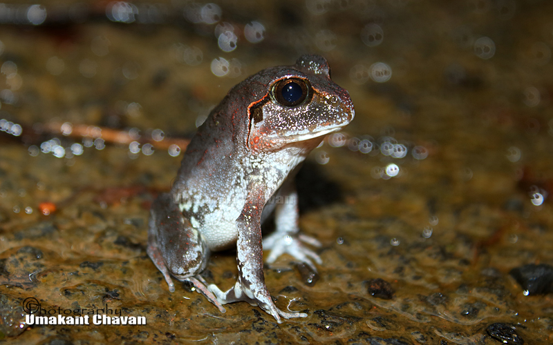 Dobson's Burrowing Frog